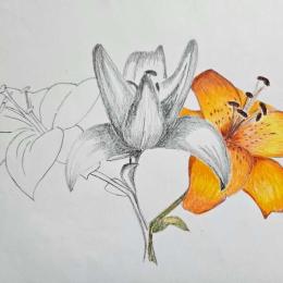 Drawing with Pencil for Beginners at Cornerstone Arts Centre in Didcot 